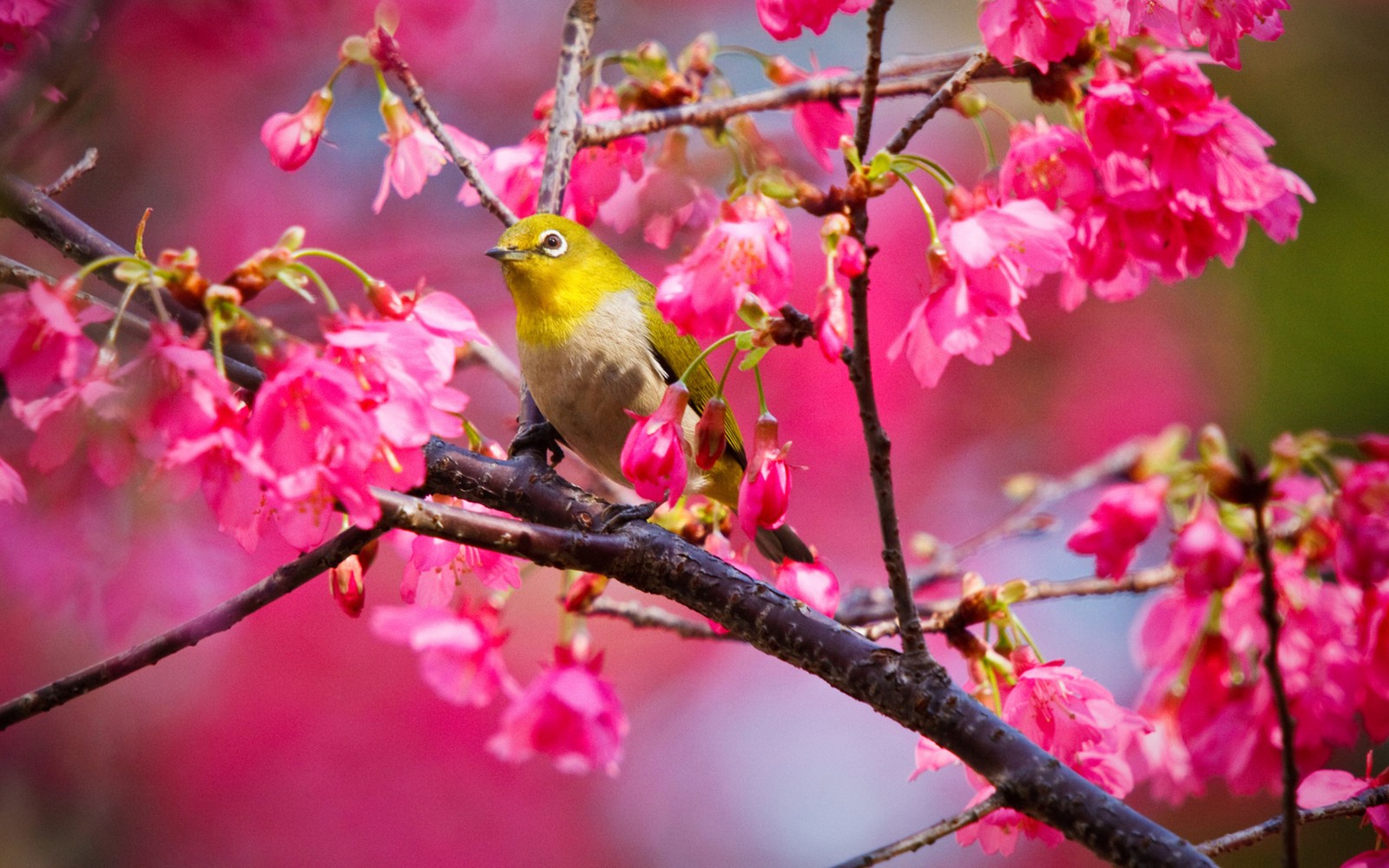 There is a small bird sitting on a branch of a tree (blossom, flower, bird, pink, spring)