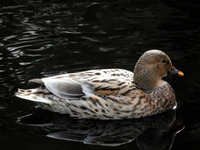 A serene mallard duck gliding effortlessly across a dark, reflective pond.