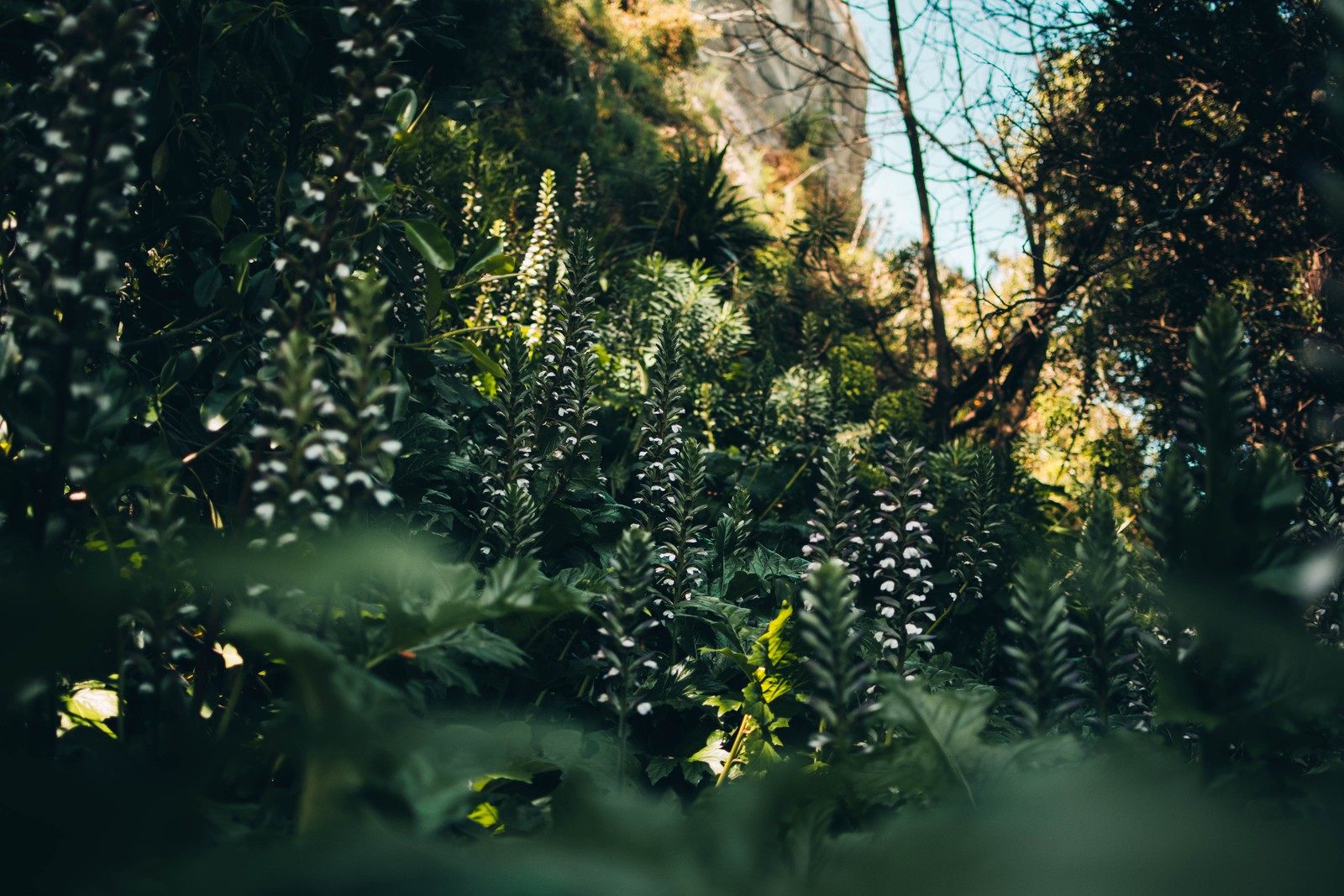 Gros plan d'une forêt avec de grandes plantes et des arbres (végétation, ensoleillement, jungle, arbre, forêt ancienne)