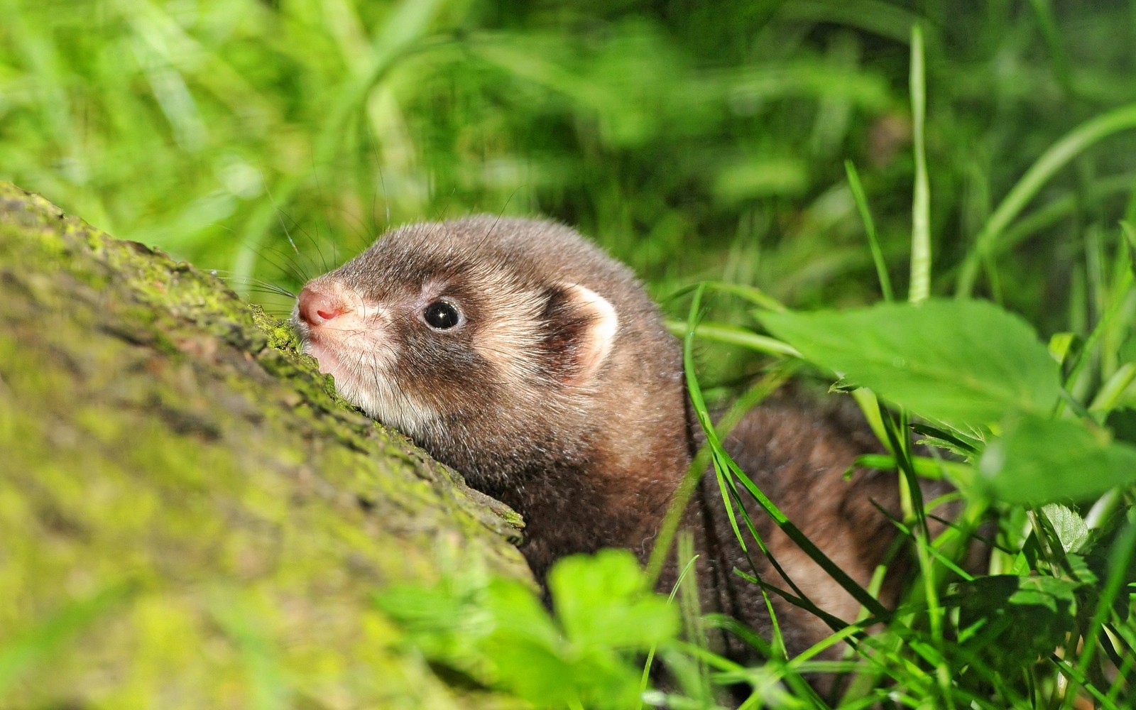 Ein kleines tier, das aus dem wald schaut (frettchen, mink, wildleben, fauna, schnauze)