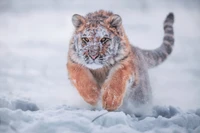 Tigre siberiano em movimento através de uma paisagem nevada