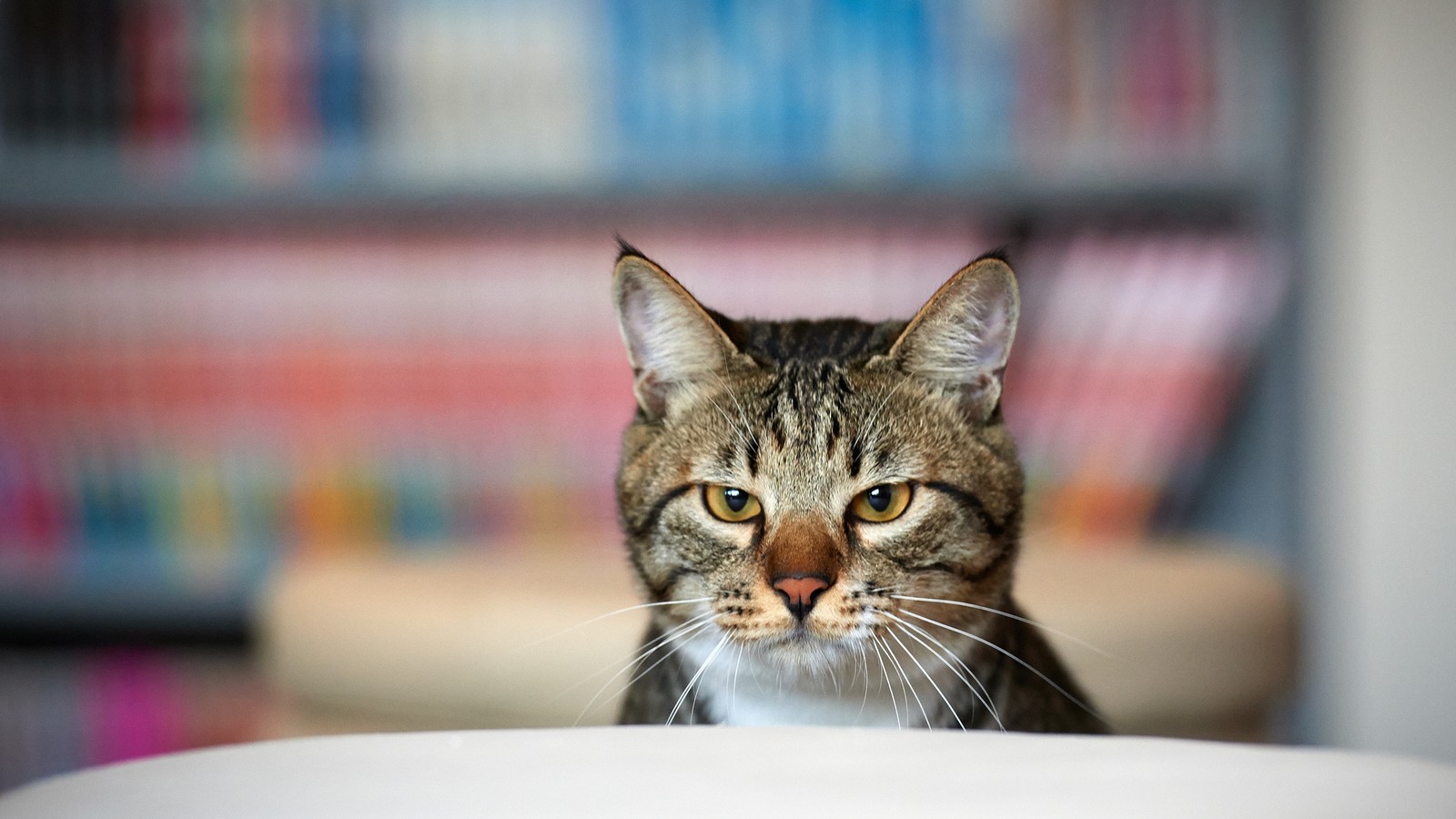 There is a cat that is sitting on a table looking at the camera (cat, whiskers, tabby cat, european shorthair, dragon li)