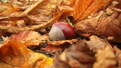 Castanha aninhada entre folhas de outono