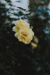 Yellow Floribunda Roses in Bloom