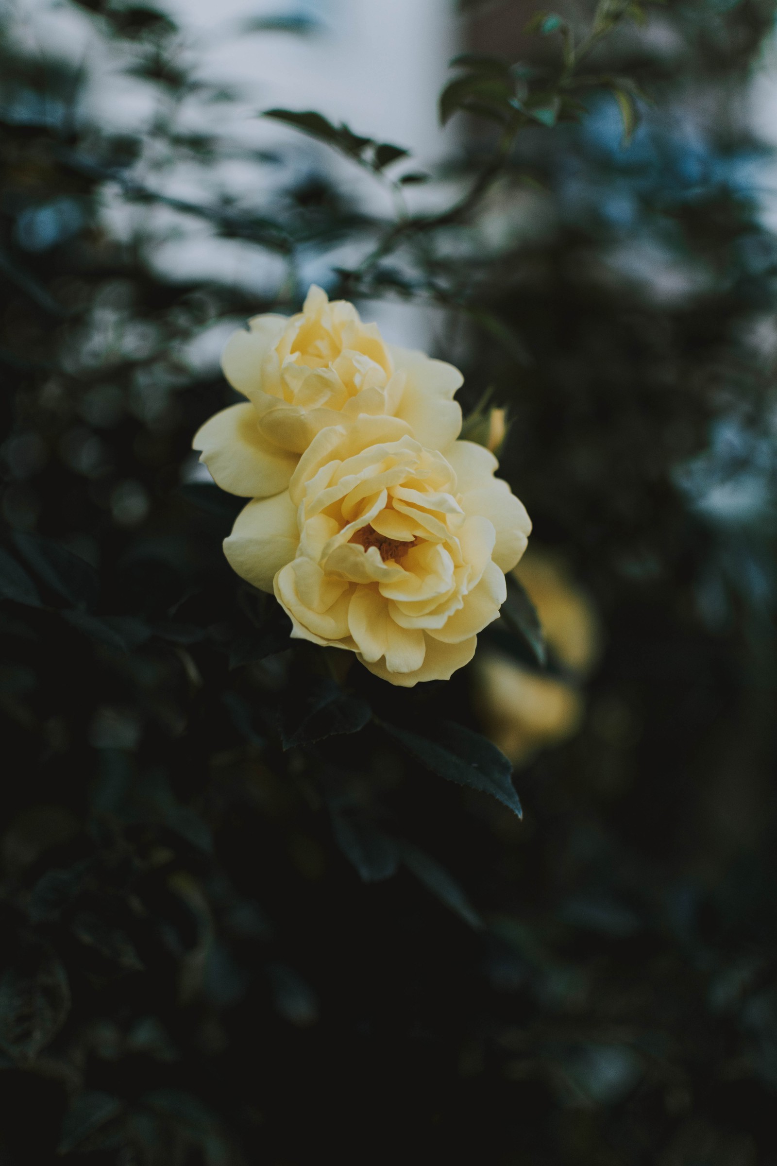 Yellow rose in the middle of a bush with leaves (flower, rose, petal, yellow, rose family)