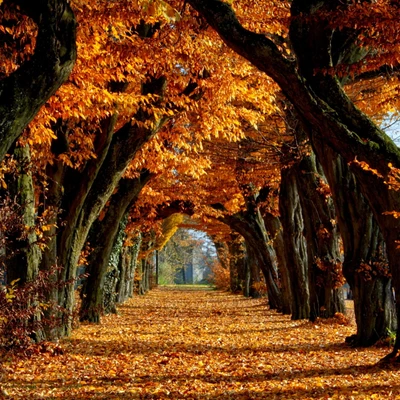 automne, halloween, hd, feuilles, orange