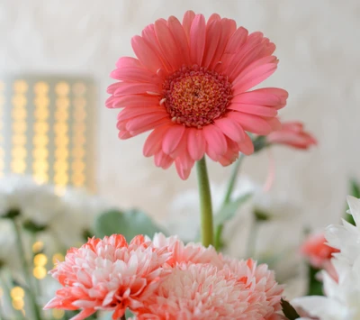 Lebendige rosa und weiße Blumen in sanfter Schärfe