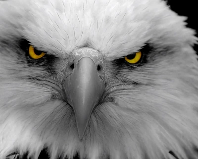 Gros plan intense des yeux jaunes perçants d'un aigle