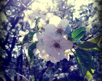 Blühende Kirschblüten im Frühlingslicht