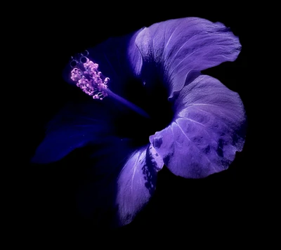 black, fine, flower, purple