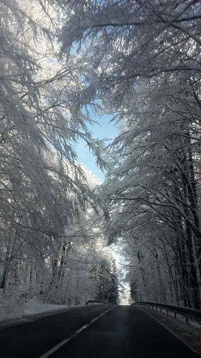 givre, route, neige, arbres, hiver