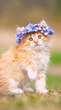 Cute orange kitten with blue eyes wearing a floral crown.