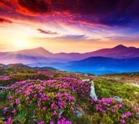 beau paysage, champ, montagnes, rhododendron, coucher de soleil