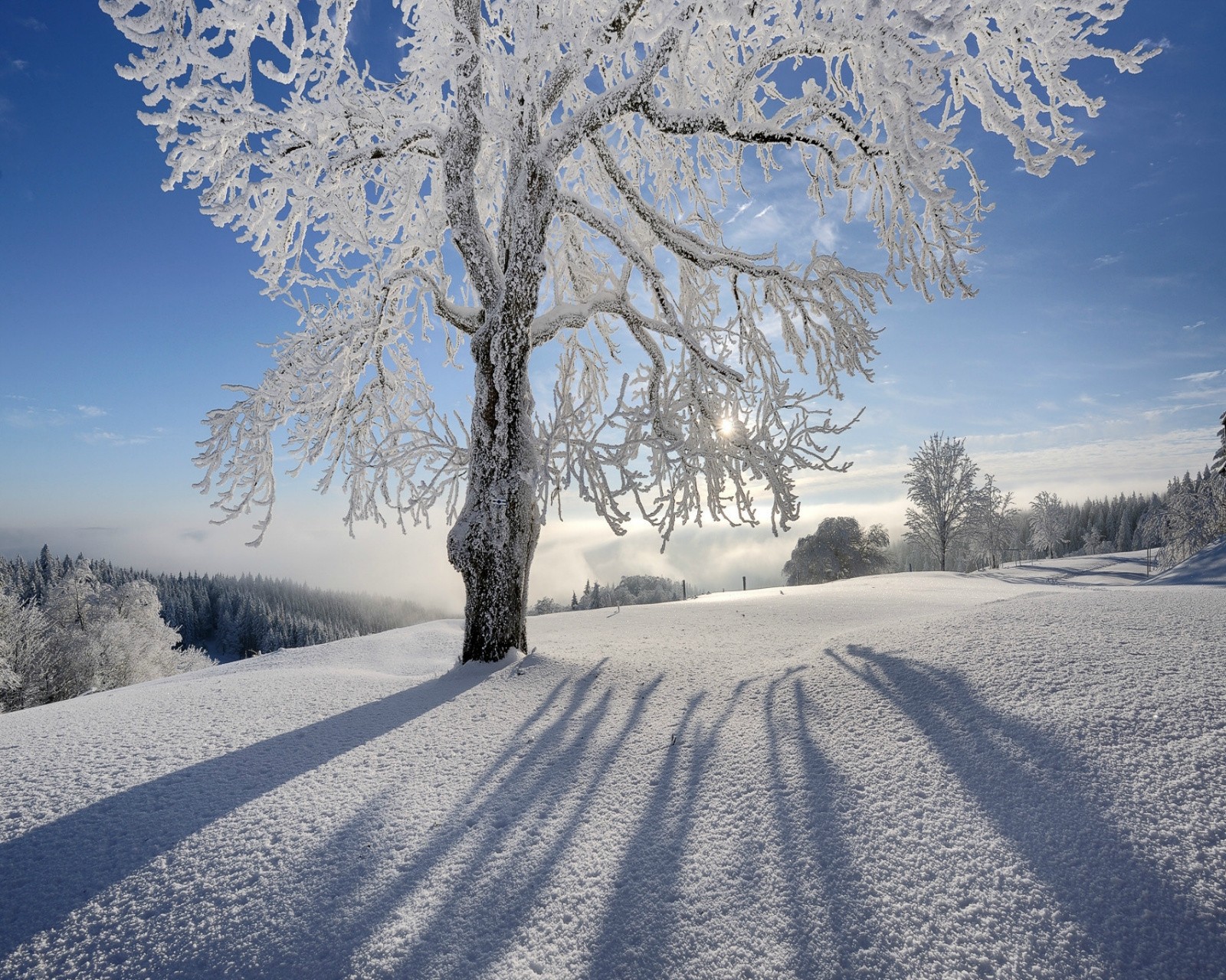 hoarfrost, tree Download Wallpaper