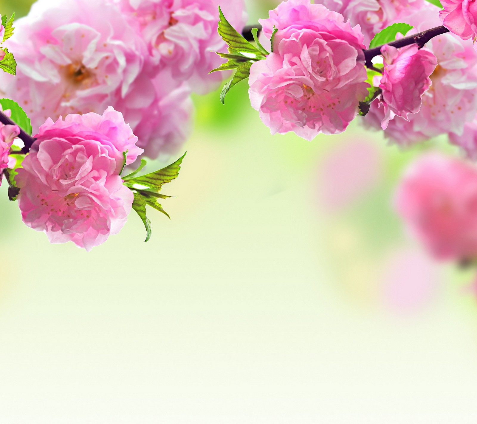 flowers, roses wallpaper