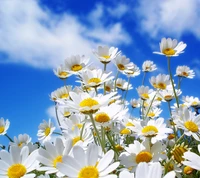 bunch of flowers, garden, hd, white flowers wallpaper