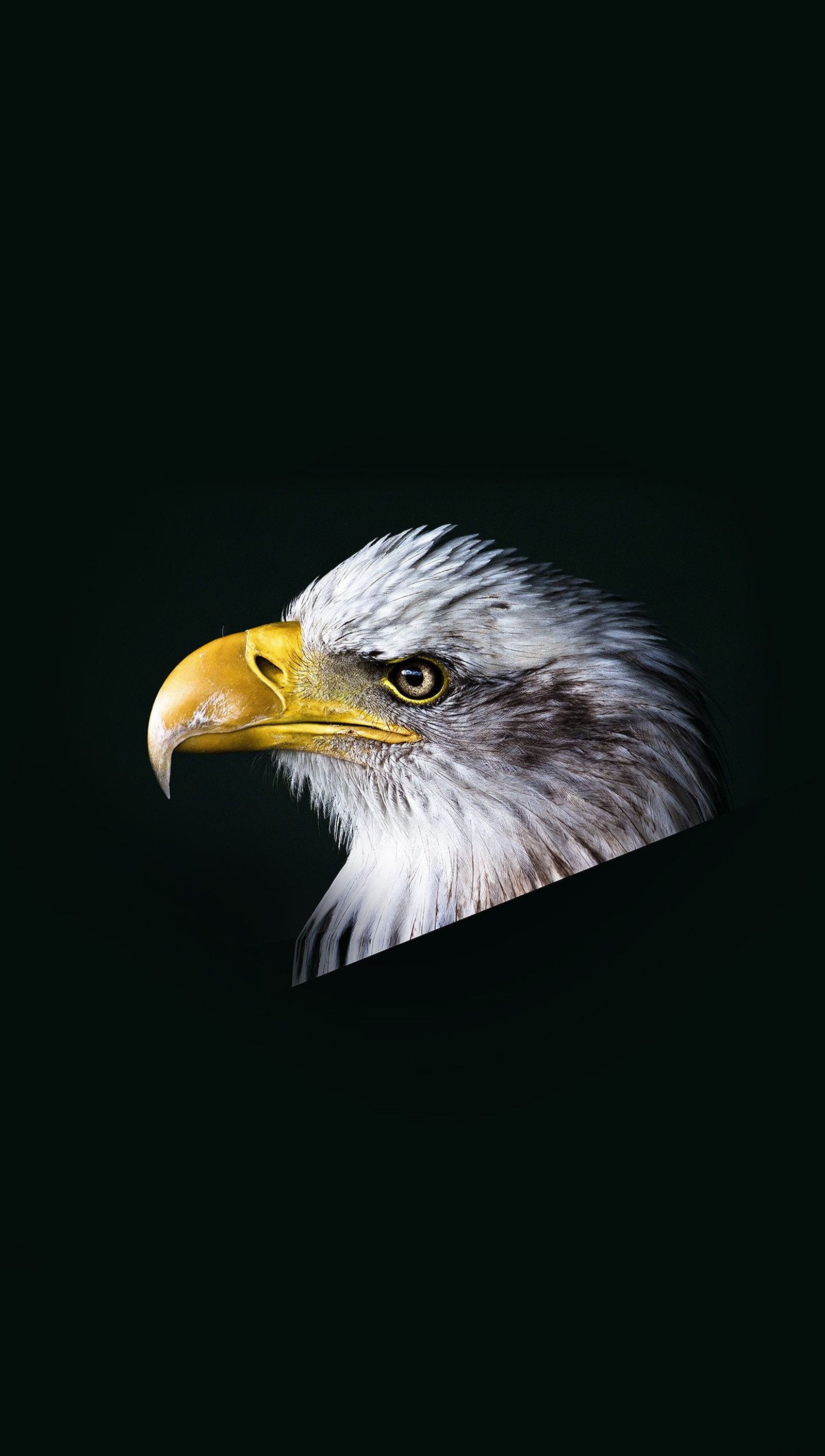 There is a bald eagle that is looking straight ahead (animals, bird, eagle)