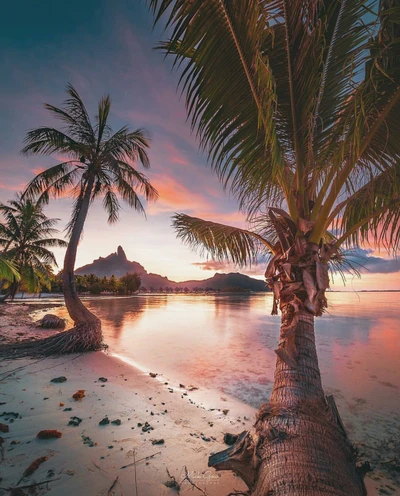 Coucher de soleil vibrant sur la plage avec des palmiers et réflexion