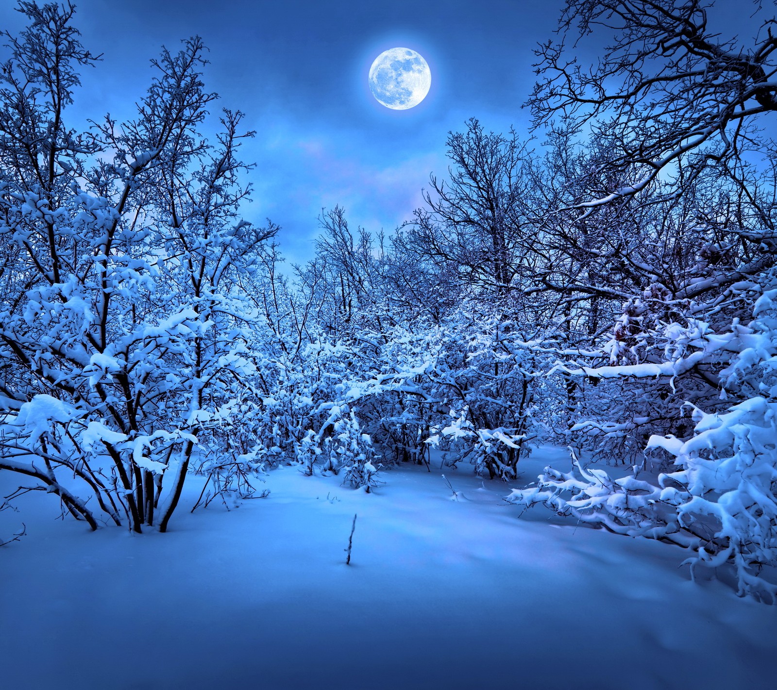 A view of a snowy forest with a full moon in the sky (blue, forest, moon, night, snow)