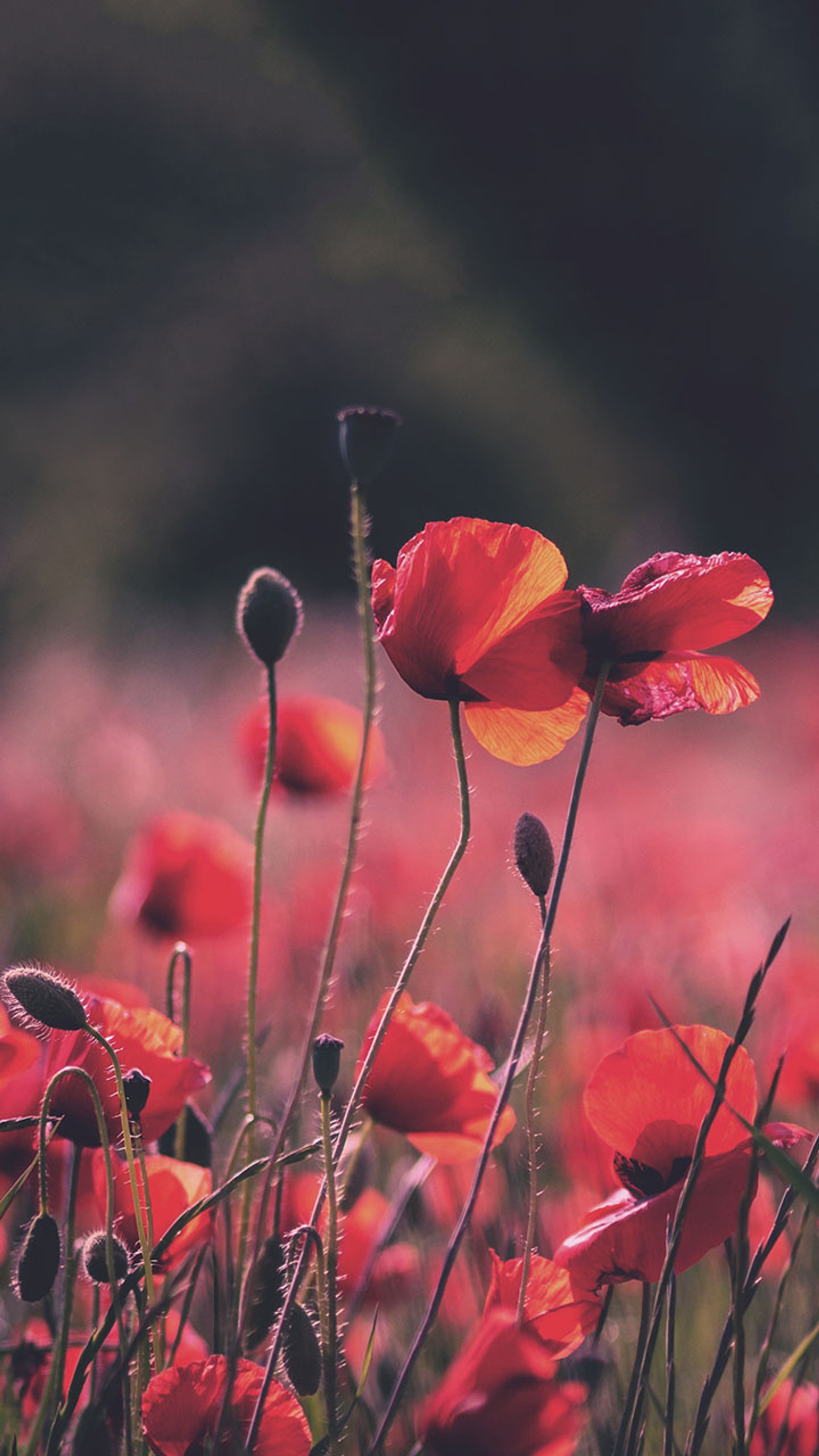 Lade mohnblumen, mohn Hintergrund herunter