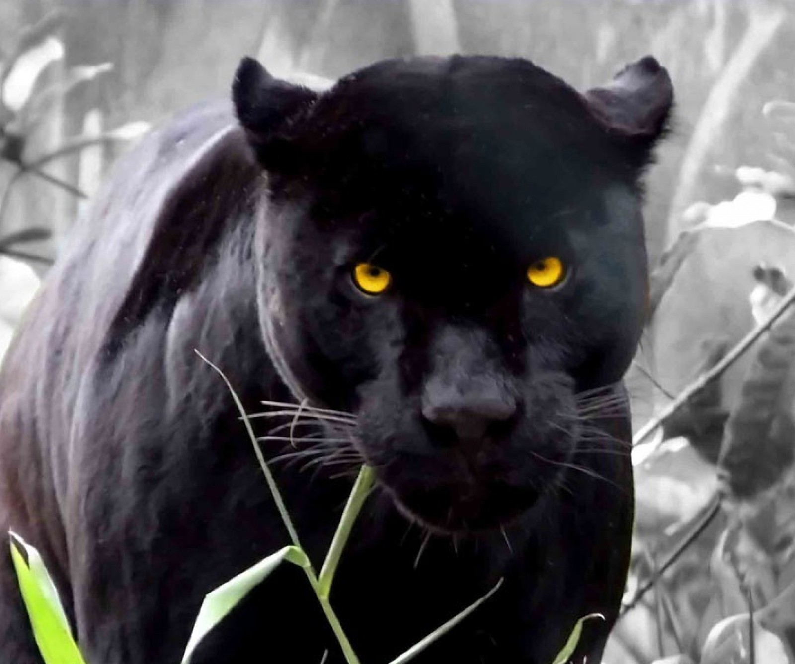 A close up of a black panther walking through a forest (animals, big cats, black panthers)