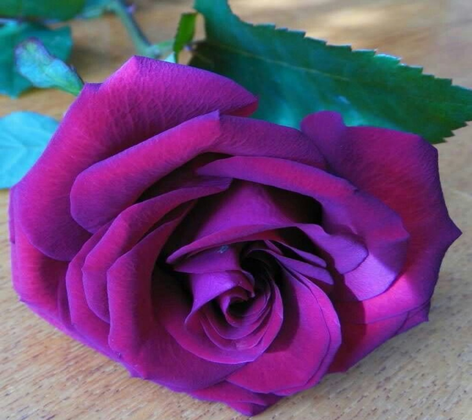 Una rosa morada sobre una mesa de madera con hojas verdes (púrpura, rosa)