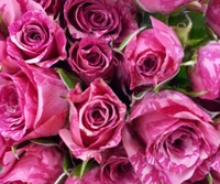 flowers, foozma73, rose, roses wallpaper