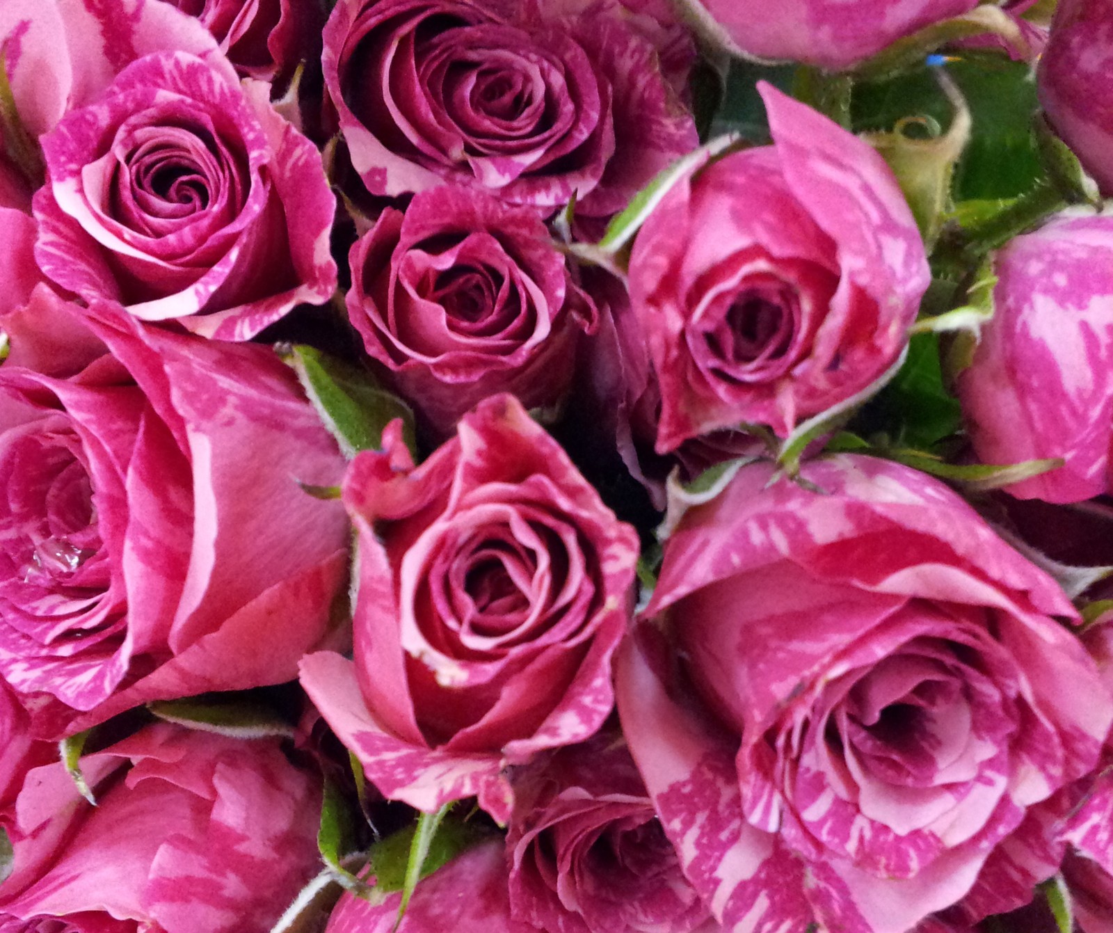 Um close em um buquê de rosas cor-de-rosa com folhas verdes (flores, foozma73, rosa, rosas)