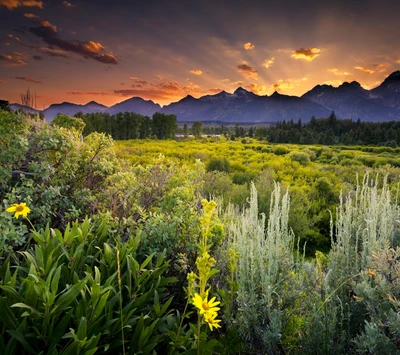 Vibrant Wildflowers Against a Majestic Mountain Sunset in a National Park