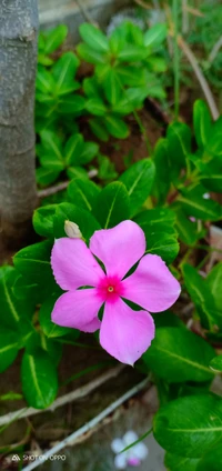 Vibrante flor de pensamiento rosa rodeada de exuberante follaje verde