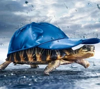 abstract tortoise, animals wallpaper