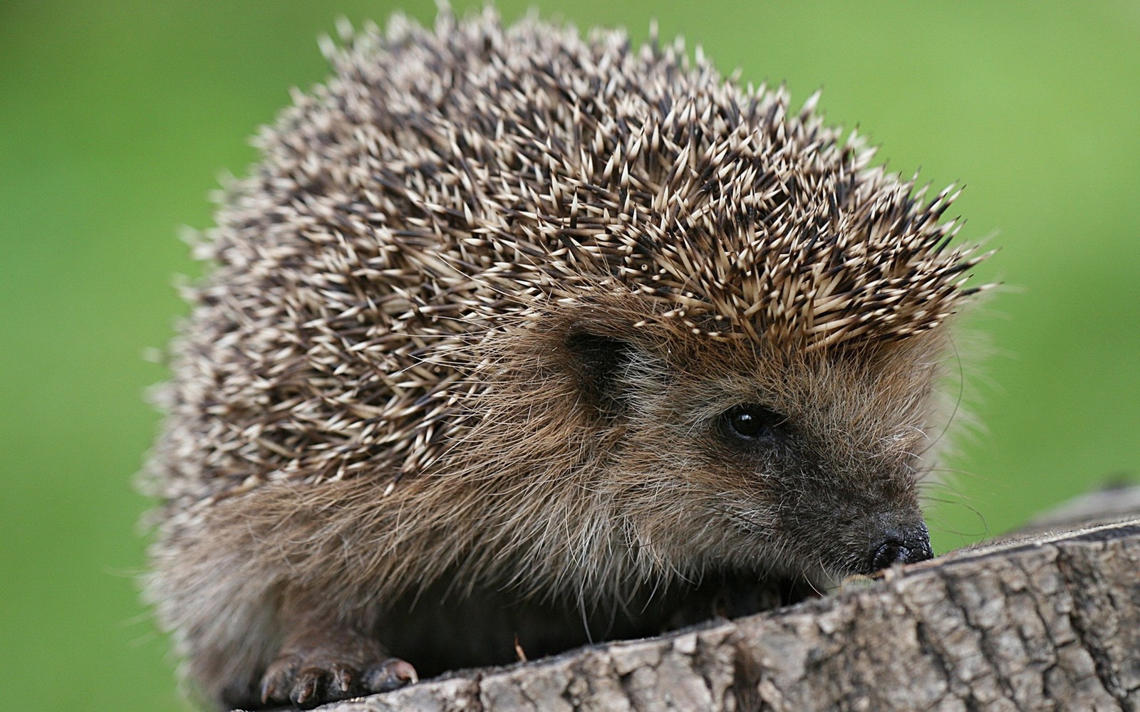 Ein igel sitzt auf einem baumstumpf und schaut in die kamera (igel, erinaceidae, stachelschwein, landsäugetier, schnauze)