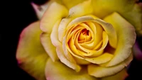 rose, yellow, petal, rose family, macro photography wallpaper