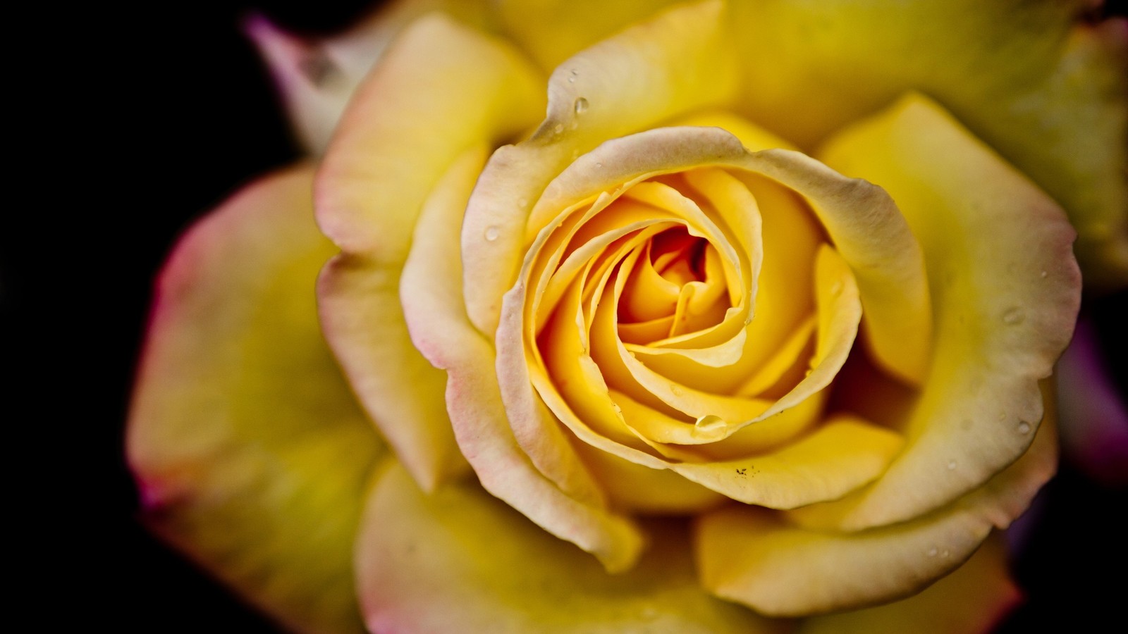 Yellow rose with pink tips and petals on a black background (rose, yellow, petal, rose family, macro photography)