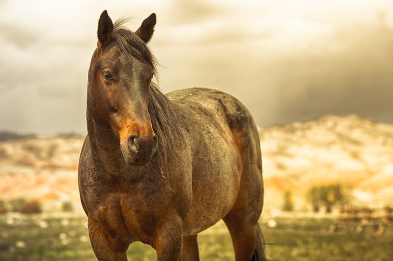 Лошадь, стоящая на траве (мустанг, mustang, лошадь, лошадь мустанг, грива)