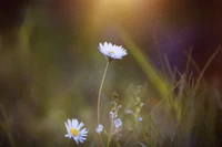 flower, daisy, plant, wildflower, light wallpaper