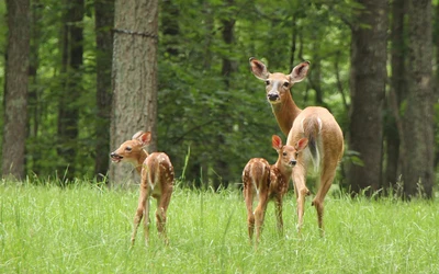 A mother deer and her two fawns peacefully grazing in a lush green meadow surrounded by trees.