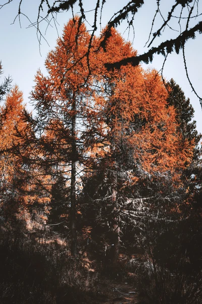 Follaje otoñal vibrante en un paisaje de bosque mixto