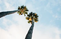 palm trees, tree, plant, palm tree, woody plant wallpaper