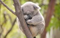 Schlafender Koala, der sich in einem Baum niedergelassen hat