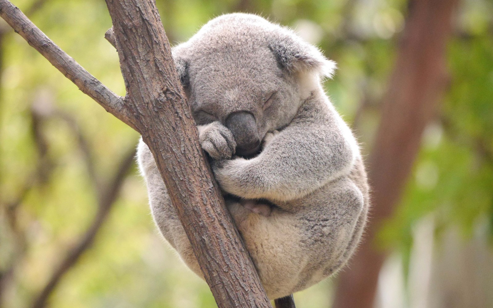 There is a koala bear that is sleeping on a tree branch (koala, terrestrial animal, snout, wildlife, marsupial)