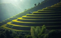 Serene Terraced Hills Under Morning Light