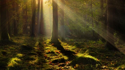 Luz do sol filtrando através das árvores em uma floresta polonesa serena