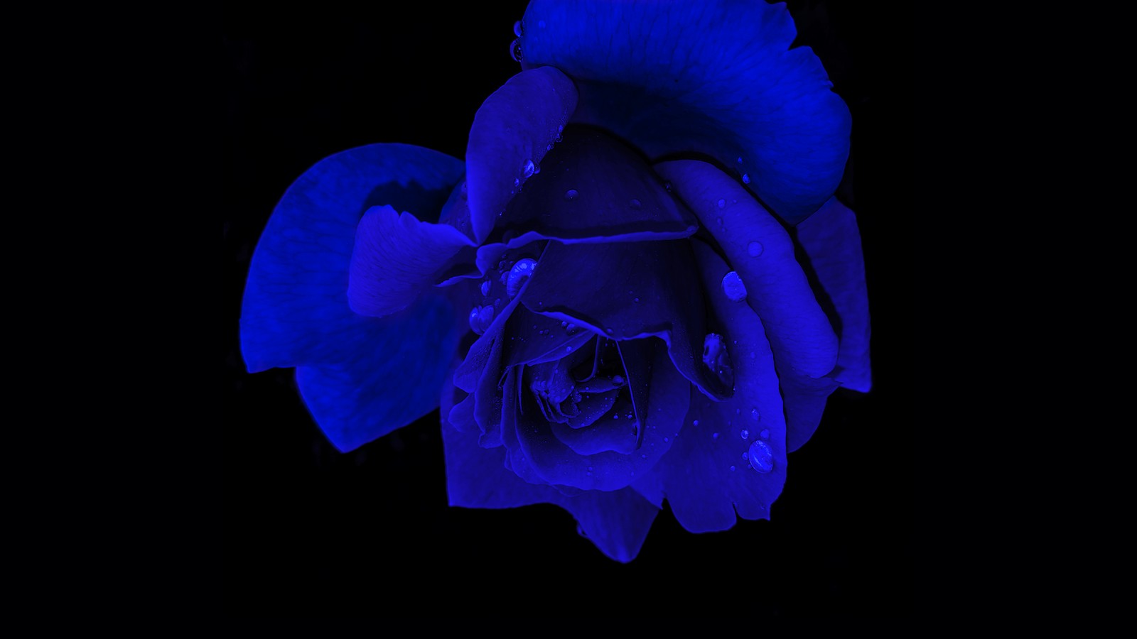 Eine rosa mit wassertropfen darauf in der dunkelheit (blaue rose, rosenblume, schwarzer hintergrund, amoled, blumen)