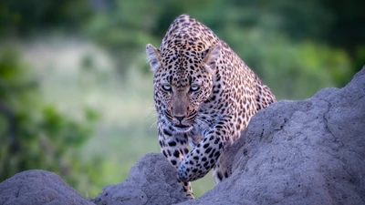 Leopardo se aproximando furtivamente pelo terreno