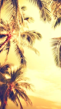 palm trees, nature, palm tree, tree, plant wallpaper