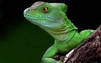 lizard, reptile, chameleons, scaled reptile, green