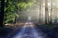 Sendero iluminado por el sol a través de un bosque antiguo