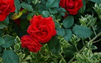 Rosas Floribunda vermelhas vibrantes em meio a um folhagem verde exuberante