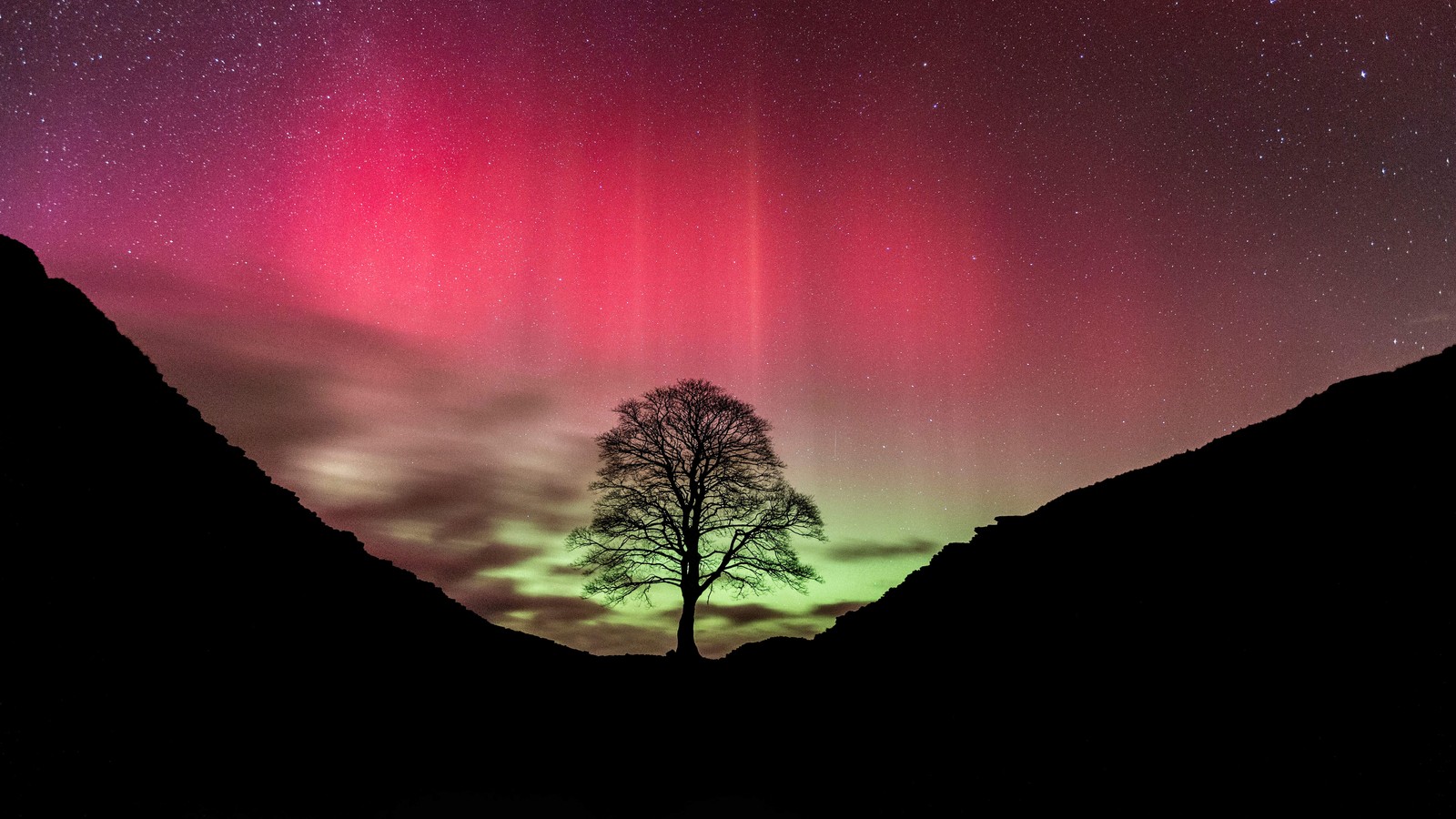 Un arbre solitaire se dresse au premier plan d'une montagne sous une aurore brillante (arbre de sycamore gap, ciel daurore, aurores boréales, silhouette, nuit)